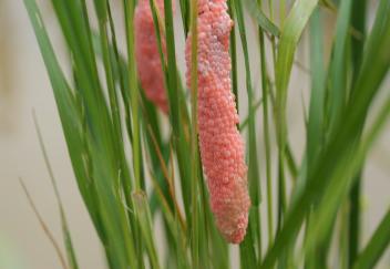 Apple snails plague Louisiana waterbodies and hurt crawfish production